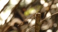 Lestidae
