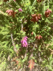 Erica ciliaris