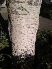 Populus
