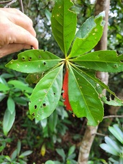 Elaeocarpus decipiens
