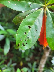 Elaeocarpus decipiens