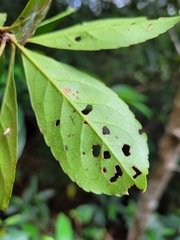 Elaeocarpus decipiens