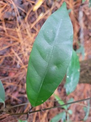 Anodendron affine