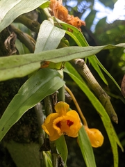 Dendrobium chrysanthum