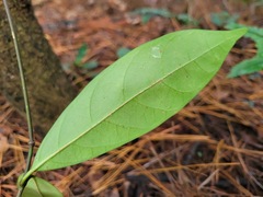 Anodendron affine