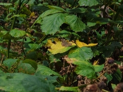 Pararge aegeria