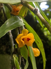 Dendrobium chrysanthum