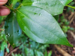 Cinnamomum burmanni