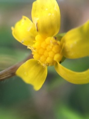 Senecio littoreus