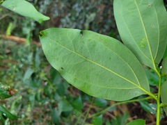 Cinnamomum burmanni