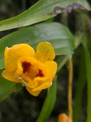 Dendrobium chrysanthum