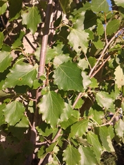 Populus