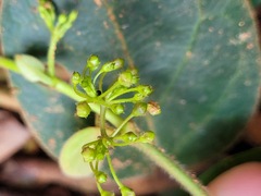 Vincetoxicum hirsutum