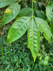 Melicope pteleifolia