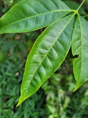 Melicope pteleifolia