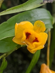 Dendrobium chrysanthum