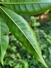 Melicope pteleifolia