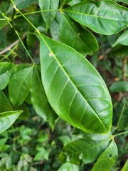 Melicope pteleifolia