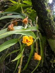 Dendrobium chrysanthum