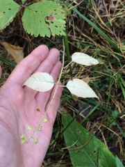 Circaea canadensis quadrisulcata