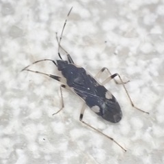 Dieuches armatipes