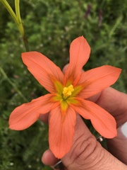 Moraea flaccida