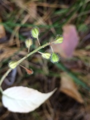 Circaea canadensis quadrisulcata