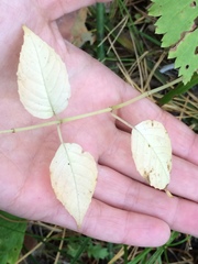 Circaea canadensis quadrisulcata