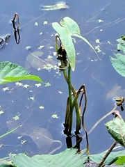 Sagittaria cuneata