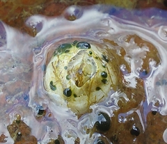 Amphibalanus improvisus