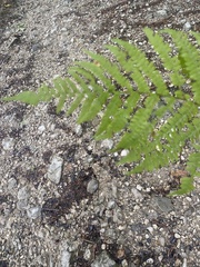 Pteridium aquilinum