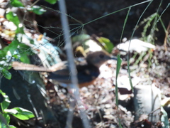 Copsychus malabaricus