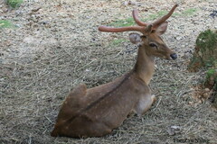 Rucervus eldii thamin