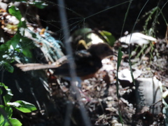Copsychus malabaricus
