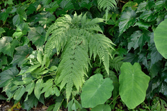 Pteris wallichiana