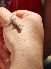 Phoenicolacerta laevis