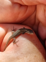 Phoenicolacerta laevis