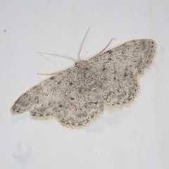 Idaea