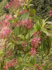 Oxyspora paniculata