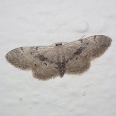 Idaea laevigata