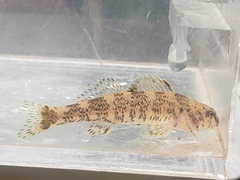Etheostoma histrio