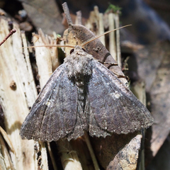 Hypersypnoides submarginata