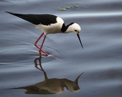 Himantopus leucocephalus