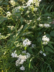 Ageratina altissima