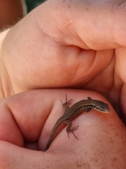 Phoenicolacerta laevis