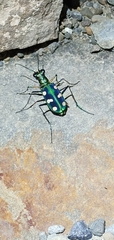 Cosmodela batesi