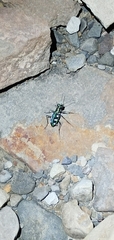 Cosmodela batesi