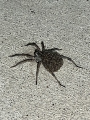 Tigrosa georgicola