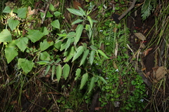 Trema tomentosa