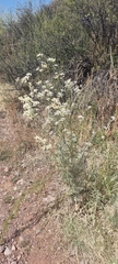Apiales